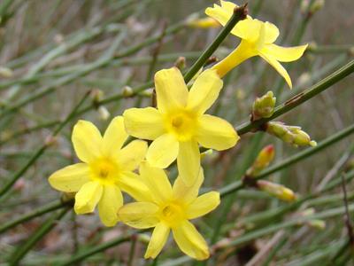 Jasminum nudiflorum